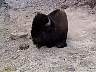 rt051yellowstone-mudvolcano-bison.jpg