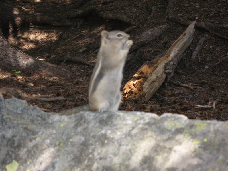 chipmunkeatingpeanut.jpg